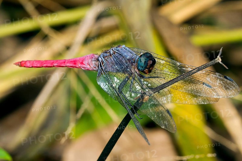 Crimson-tailed Marsh Hawk (Orthetrum pruinosum neglectum)