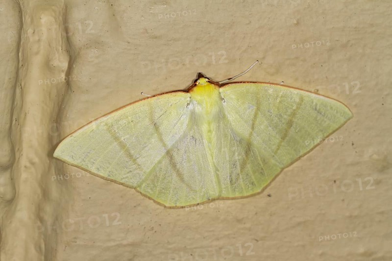 Moth