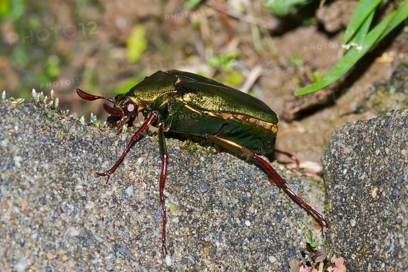 Rose chafer (Cetonia aurata)