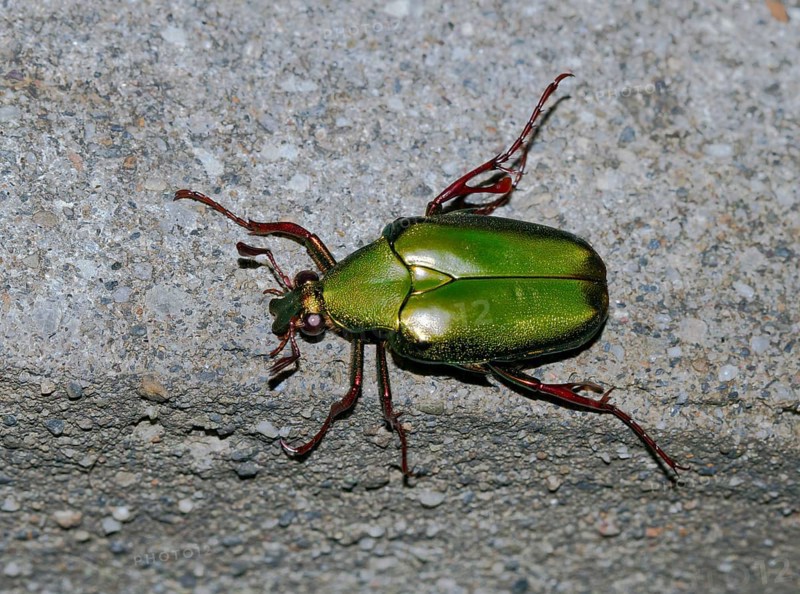 Rose chafer (Cetonia aurata)