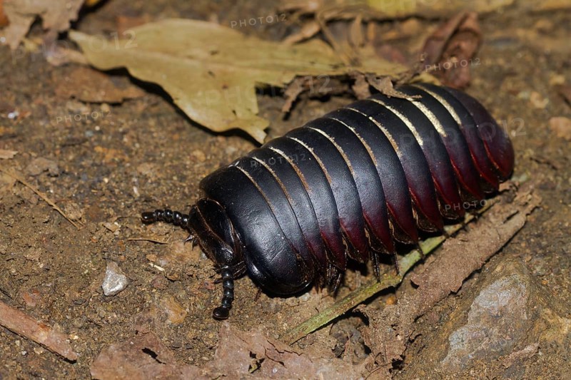Giant pill millipede (Sphaerotheriida) on the ground