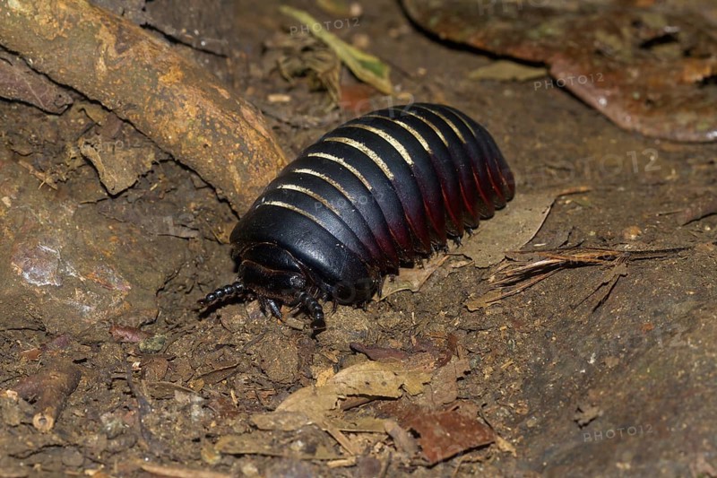 Giant pill millipede (Sphaerotheriida) on the ground