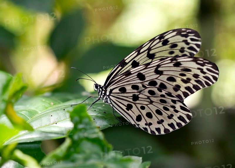 Common tree nymph (Idea stolli virgo)
