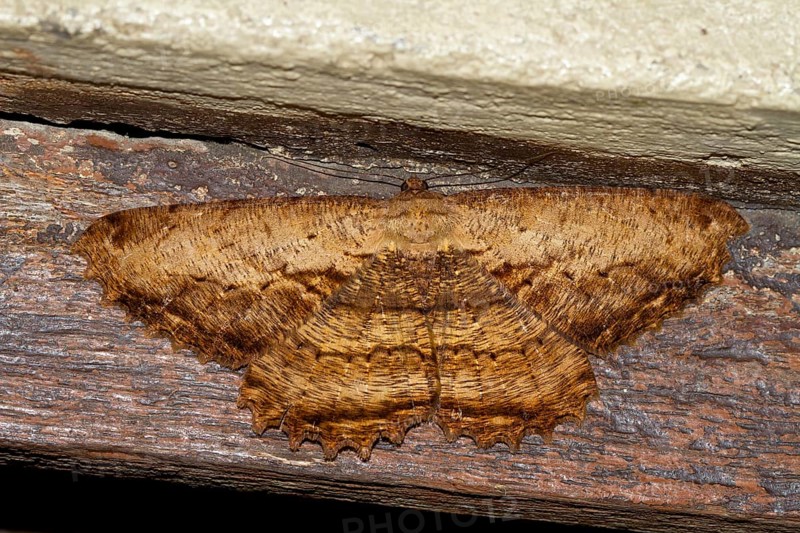 Geometer moth (Geometridae sp.)
