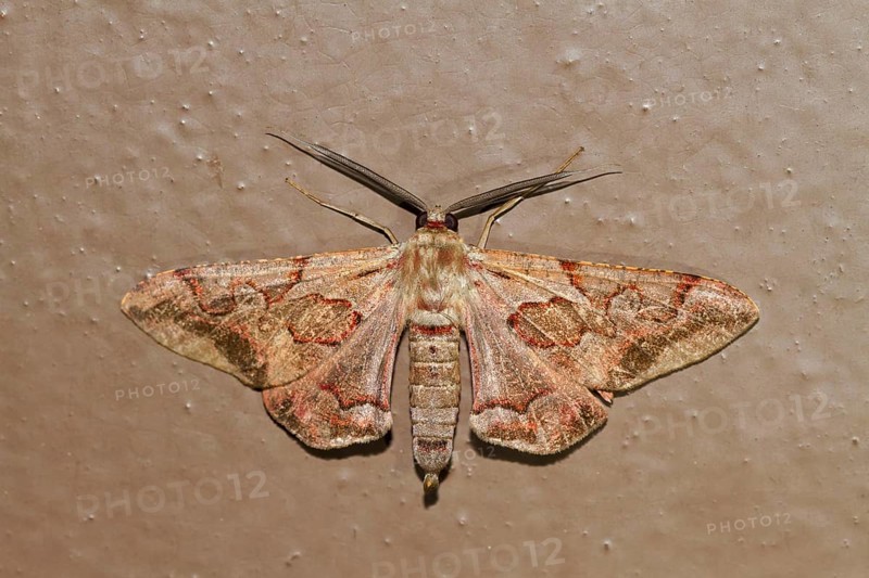 Geometer Moth (Hypochrosis binexata)