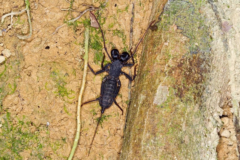 Whip scorpion (Uropygi)