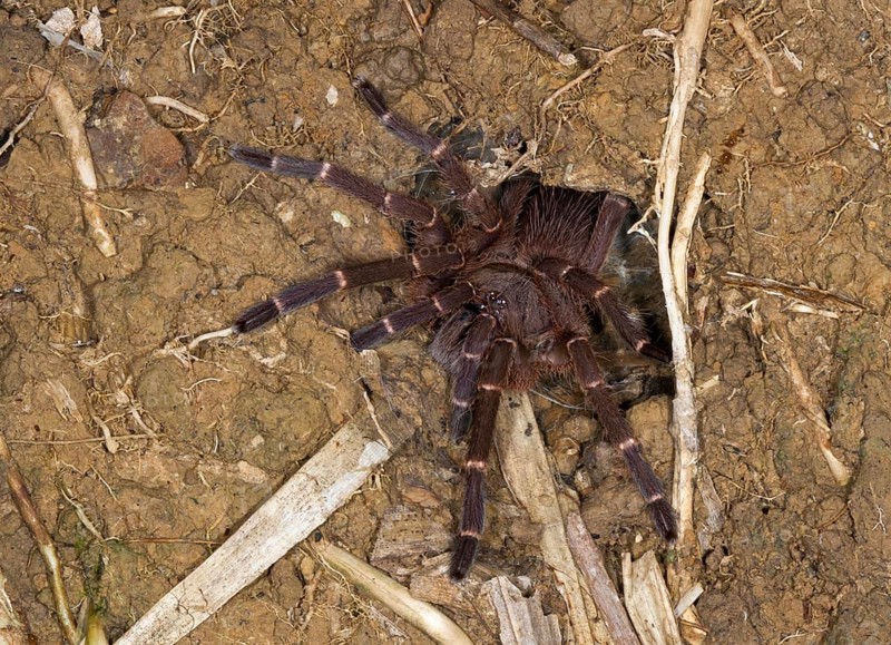 Bird spider species (Ornithoctoninae sp. borneo)