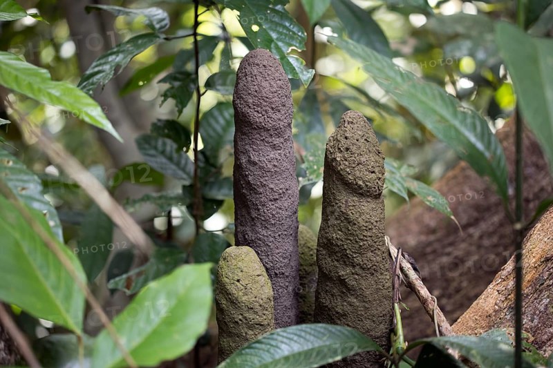 Termite building in the rainforest