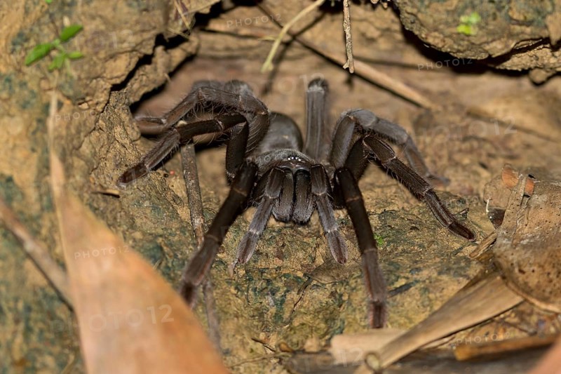 Bird spider Borneo Black (Lampropelma sp.) sits in front of cave