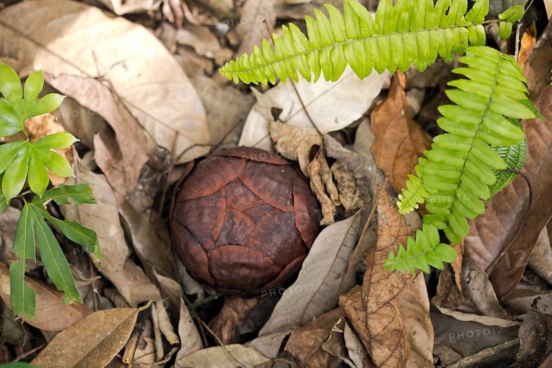 Corpse lily (Rafflesia arnoldii)