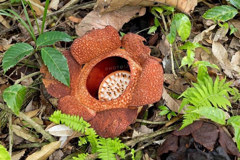Corpse lily (Rafflesia arnoldii)