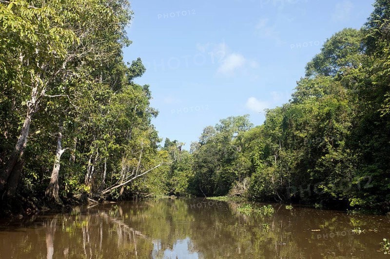 Billabong of the Kinabatangan River in the Jungle