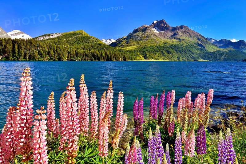 Blooming lupines (Lupinus) at Lake Sils with Piz da la Margna