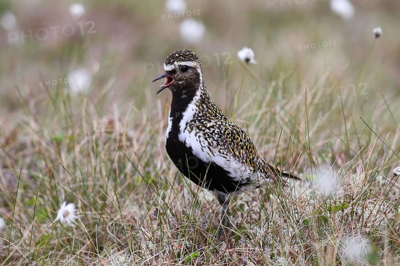 Golden plover (Pluvialis apricaria) in tundra
