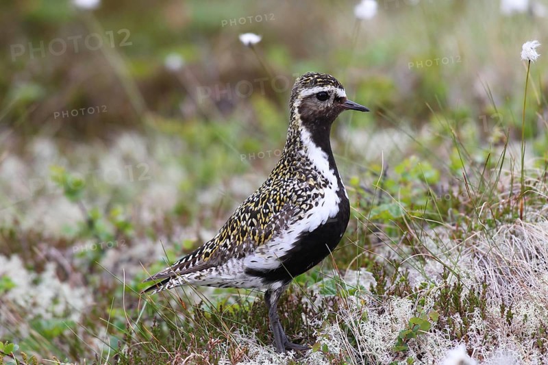 Golden plover (Pluvialis apricaria) in tundra