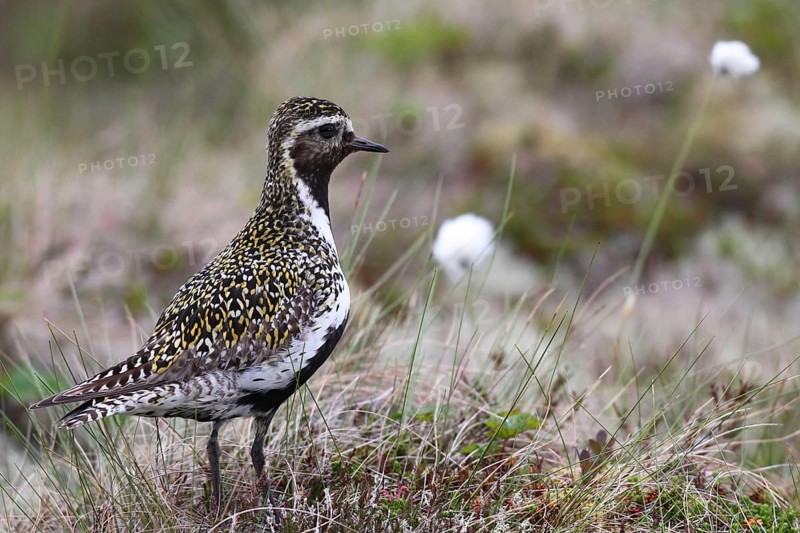 Golden plover (Pluvialis apricaria) in tundra