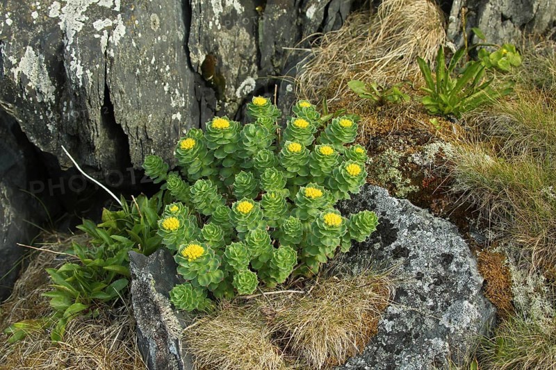 Goldmoss stonecrop (Sedum acre)