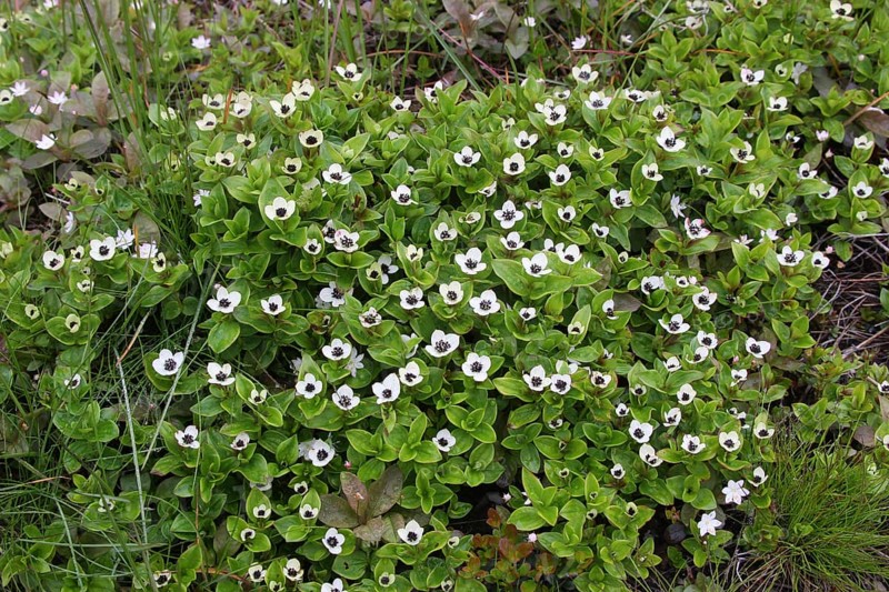 Dwarf cornel (Cornus suecica)