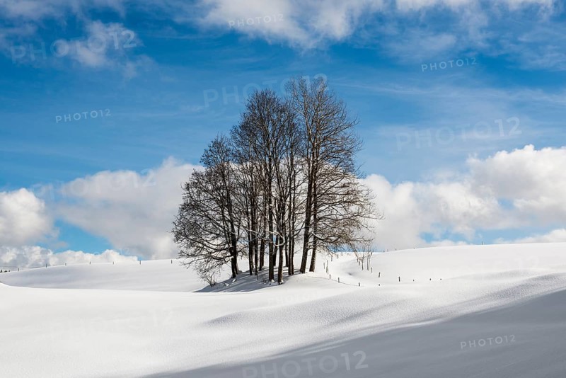 Group of trees in snowy landscape with cloudy sky