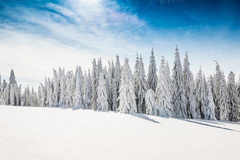 Snow-covered spruces in sunshine