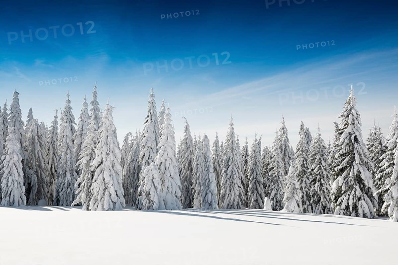 Snow-covered spruces in sunshine