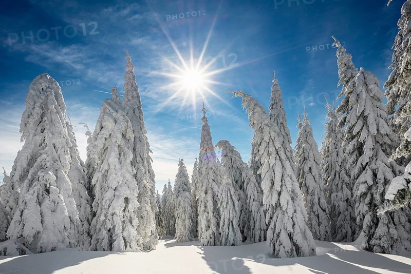 Snow-covered spruces in sunshine