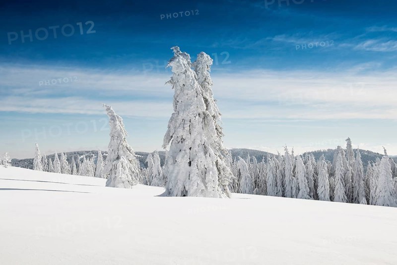 Snow-covered Spruces (Picea) in winter