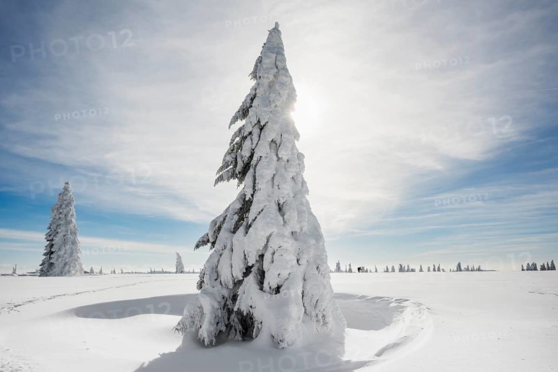 Snow-covered Spruces (Picea) in winter