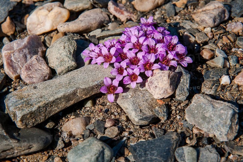 Purple mountain saxifrage (Saxifraga oppositifolia)