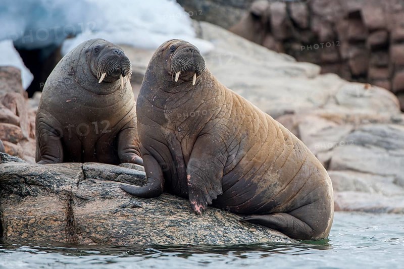 Walruses (Odobenus rosmarus)