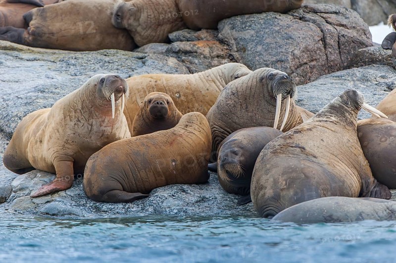 Walruses (Odobenus rosmarus)