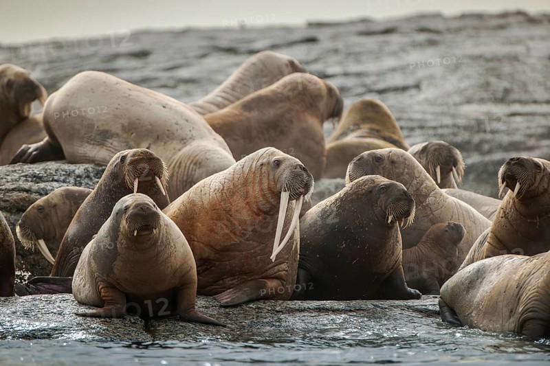 Walruses (Odobenus rosmarus)