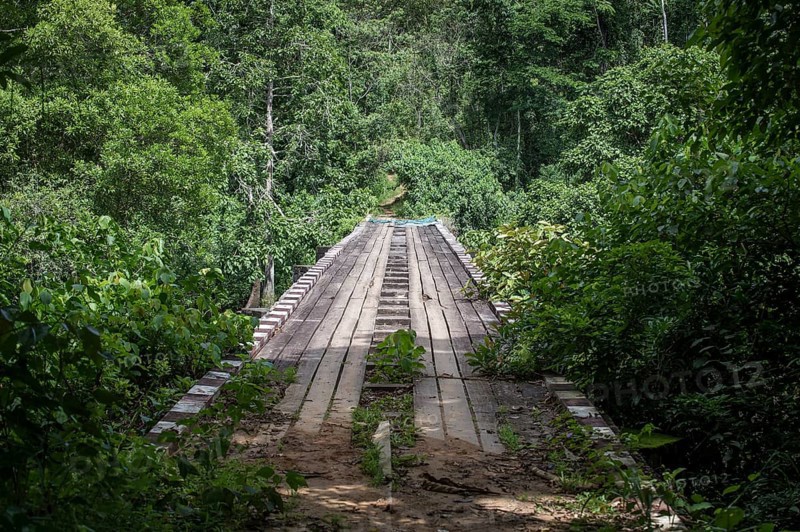 Bridge in Campo Ma'an National Park