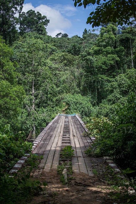 Bridge in Campo Ma'an National Park