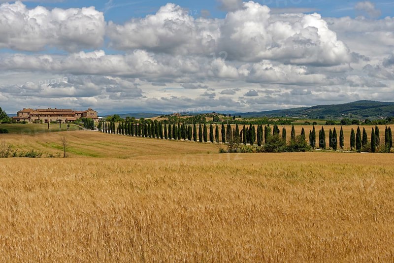 Avenue with cypresses