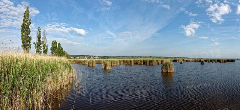 Reeds at Lake Neusiedl