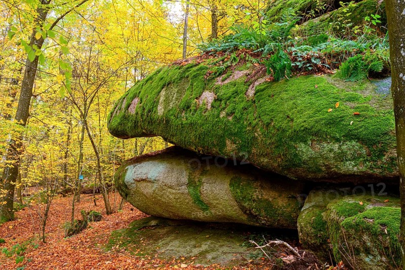 Frog's mouth