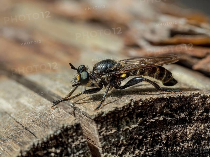Asilidae