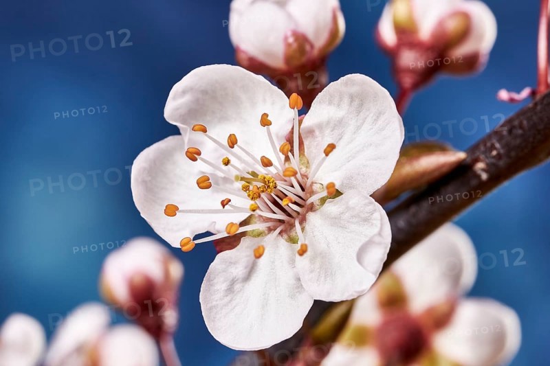 Flower of a purple-leaf plum (Prunus cerasifera)