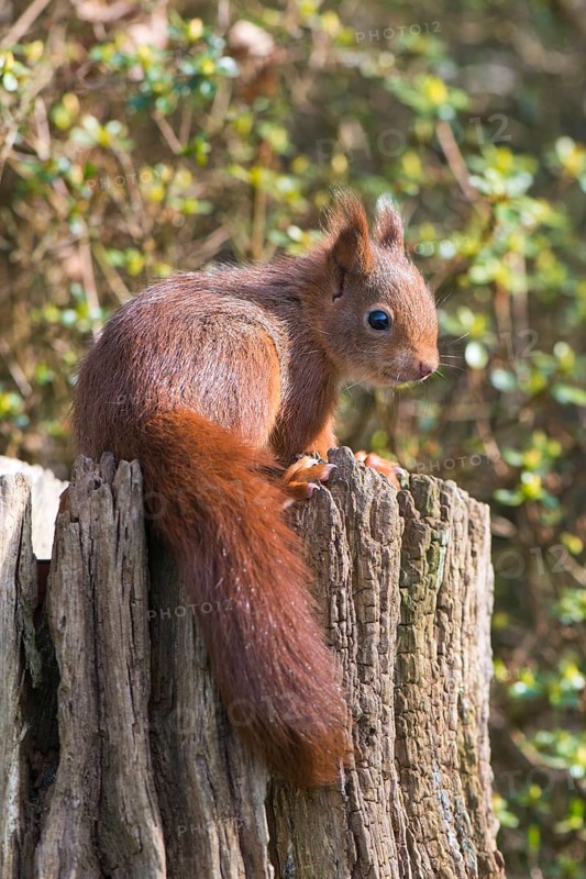 Young squirrel (Sciurus vulgaris) on tree trunk