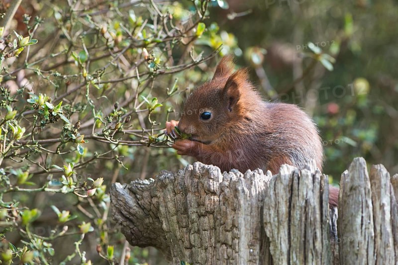 Young squirrel (Sciurus vulgaris) on tree trunk