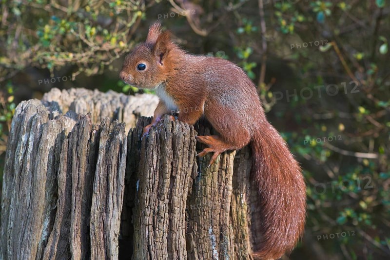 Young squirrel (Sciurus vulgaris) on tree trunk
