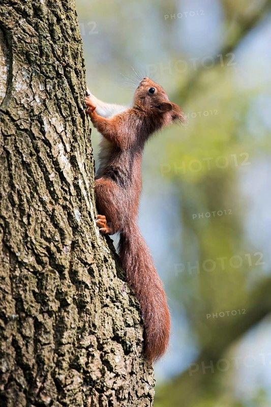 Young squirrel (Sciurus vulgaris) climbing on tree trunk