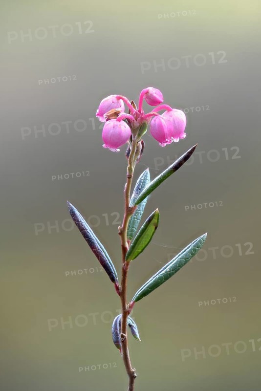 Blooming bog rosemary (Andromeda polifolia)