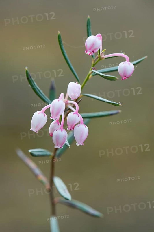 Blooming bog rosemary (Andromeda polifolia)