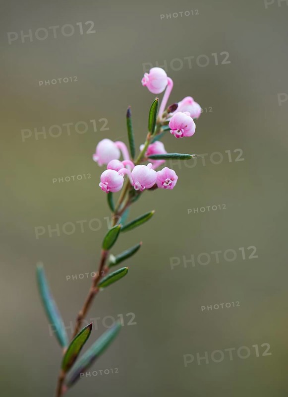 Blooming bog rosemary (Andromeda polifolia)