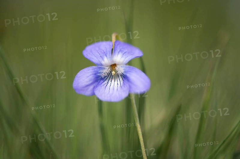 Heath dog-violet (Viola canina)
