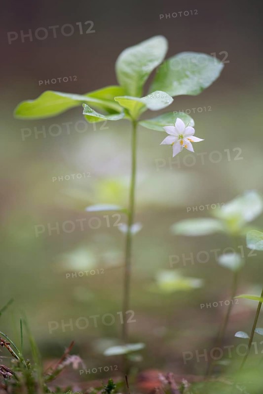 Arctic starflower (Trientalis europaea)