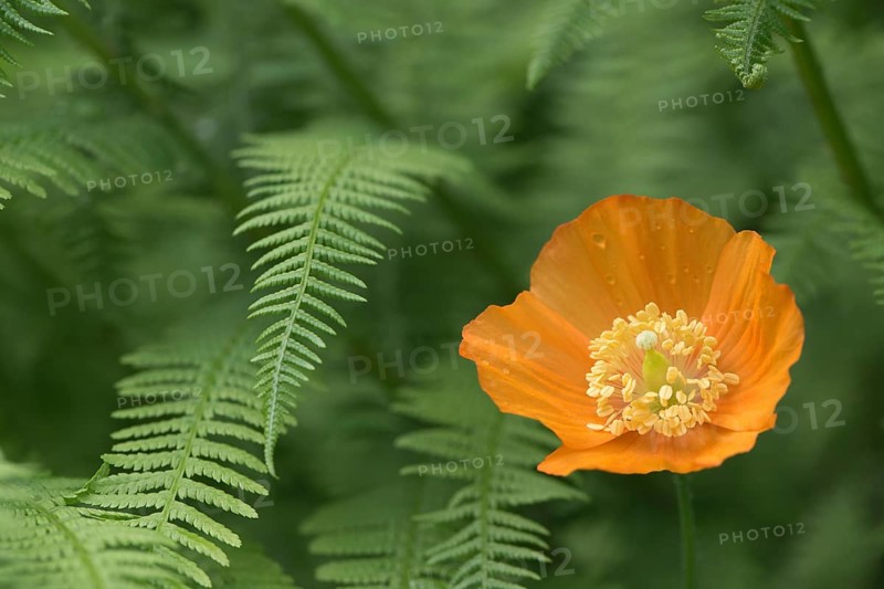 Forest poppy (Meconopsis cambrica) among ferns