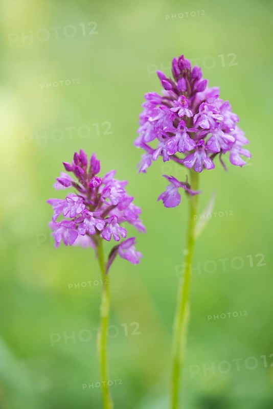 Pyramidal orchid (Anacamptis pyramidalis)